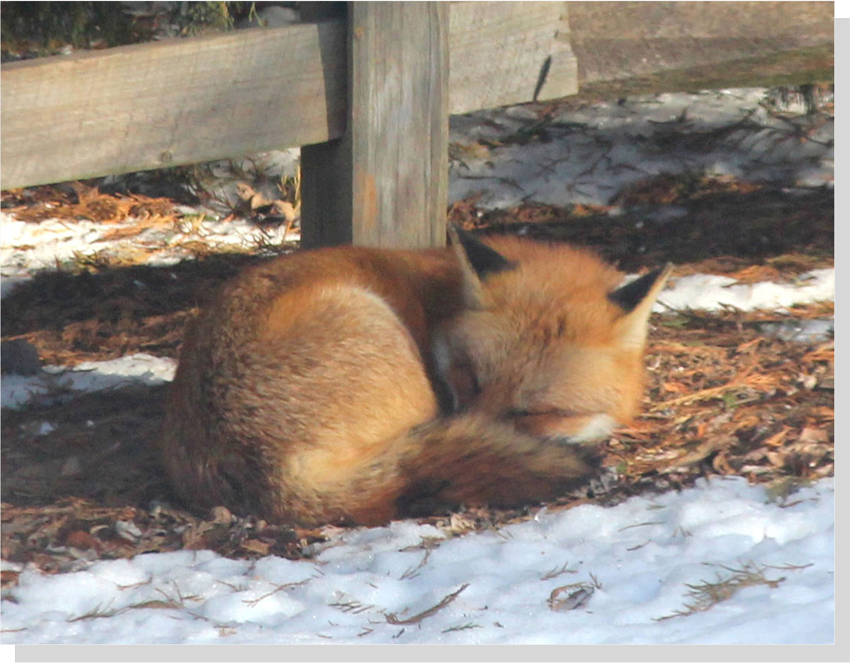 Snoozing Fox, Photograph by Paul Gesalman